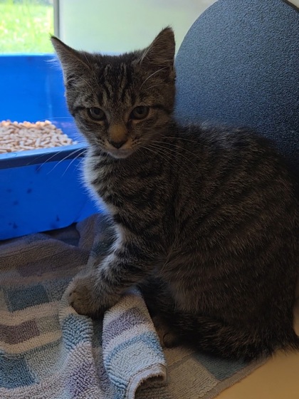 PEACHES - Domestic Medium Hair / Mix available for adoption