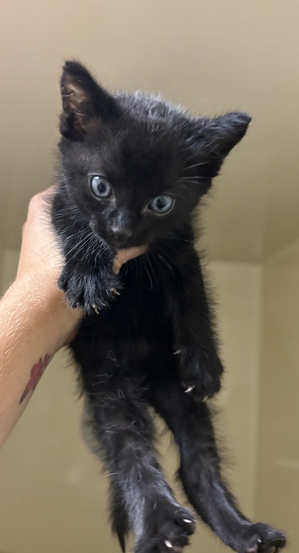 BEAN SPROUT - Domestic Shorthair / Mix available for adoption