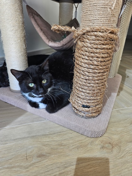 Snowstorm and Charlie