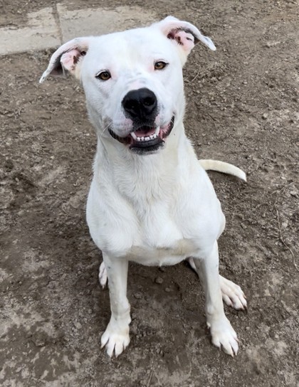 Found Pets at Chatham County Animal Services — Chatham 90