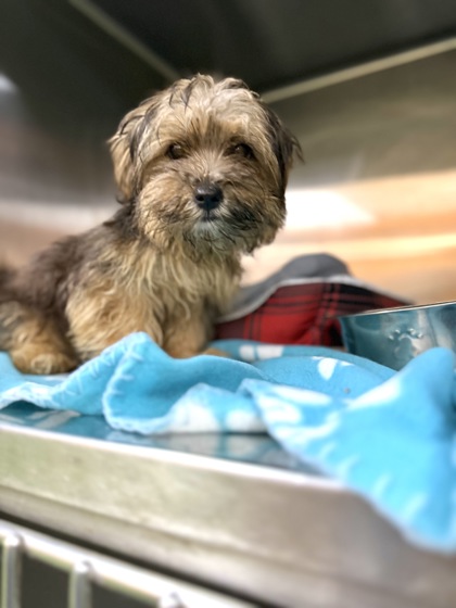 Yorkshire Terrier