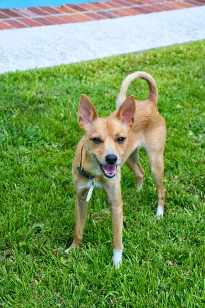 Terrier