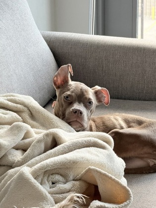 Terrier
