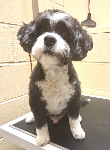 Lhasa Apso