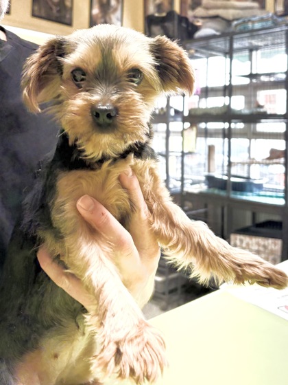 Yorkshire Terrier