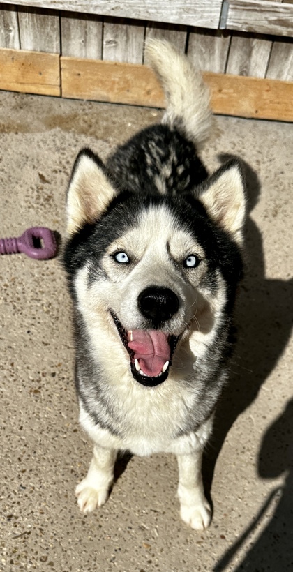 Siberian Husky