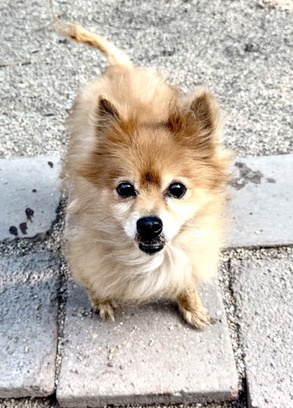 Pomeranian