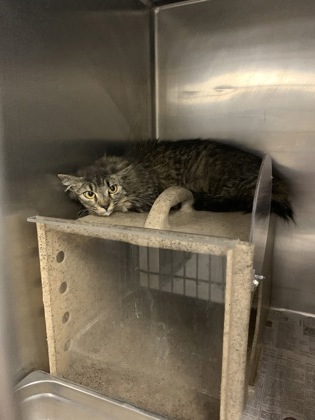 Valencia County Animal Services