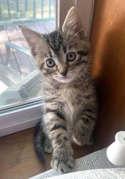 Cooper