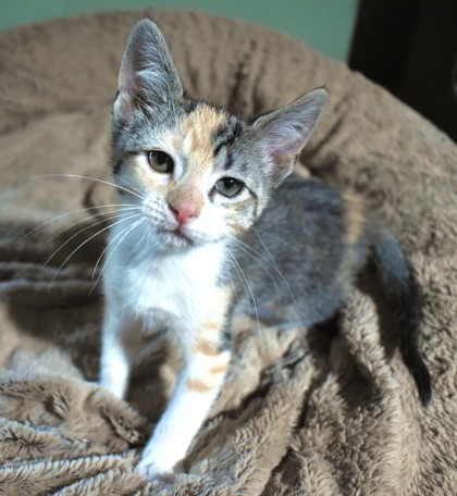 Ruffles, a Domestic Shorthair Mix