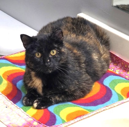 Brienne, a Domestic Shorthair Mix