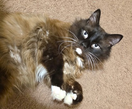 Humphrey