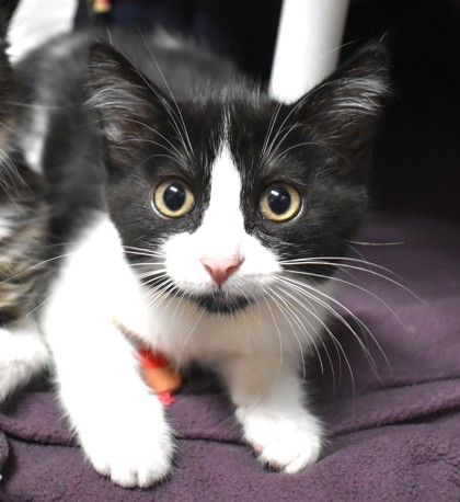 Emily, a Domestic Shorthair Mix