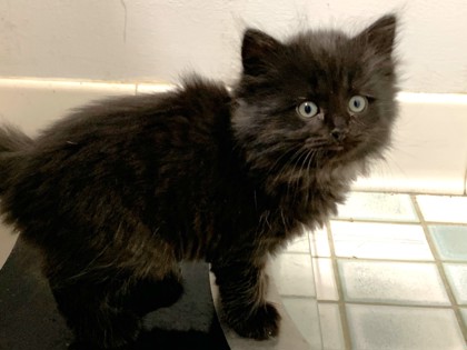 Licorice