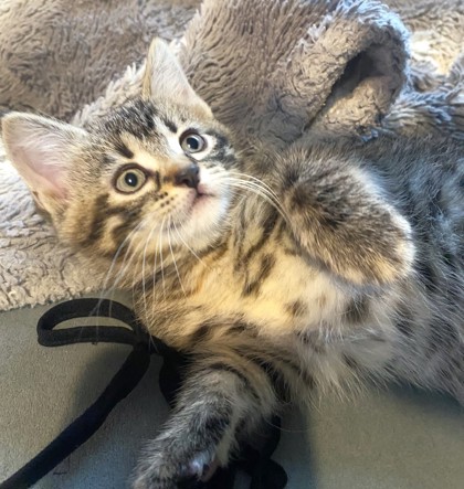 Clementine