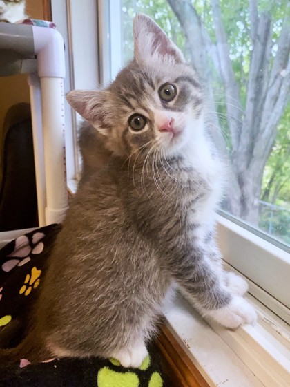Eli