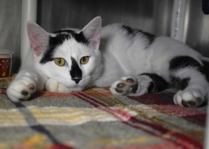 Yang, a Domestic Shorthair Mix