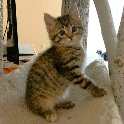 Mindy, a Domestic Shorthair Mix