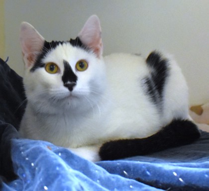 Yang, a Domestic Shorthair Mix