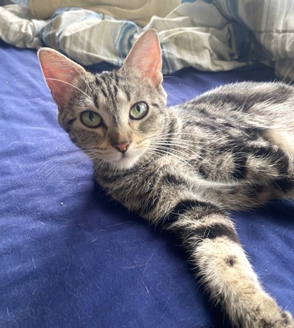 Chloe, a Domestic Shorthair Mix