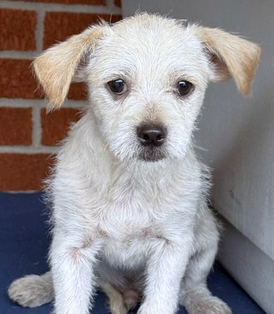 Alfie, a Chihuahua, Short Coat/Terrier