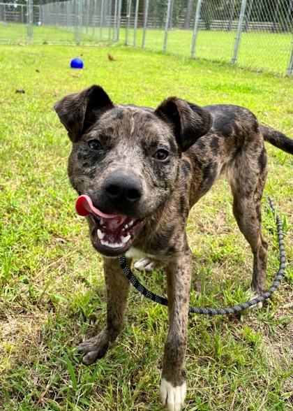 All Dogs – Berkeley County Animal Center