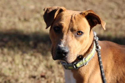 All Dogs – Berkeley County Animal Center