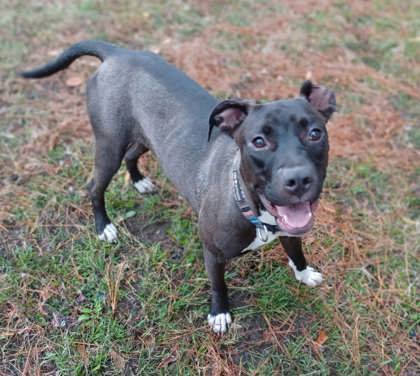 All Dogs – Berkeley County Animal Center