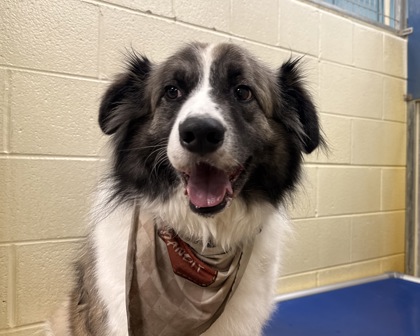 Bandit photo