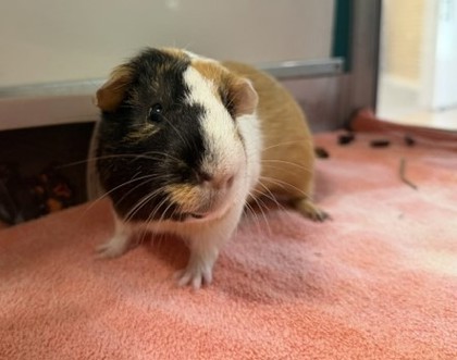 Sammy photo