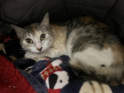 Blep photo