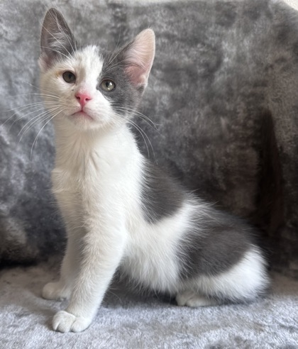 Olaf