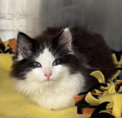 Monticello Stray, a Domestic Longhair Mix