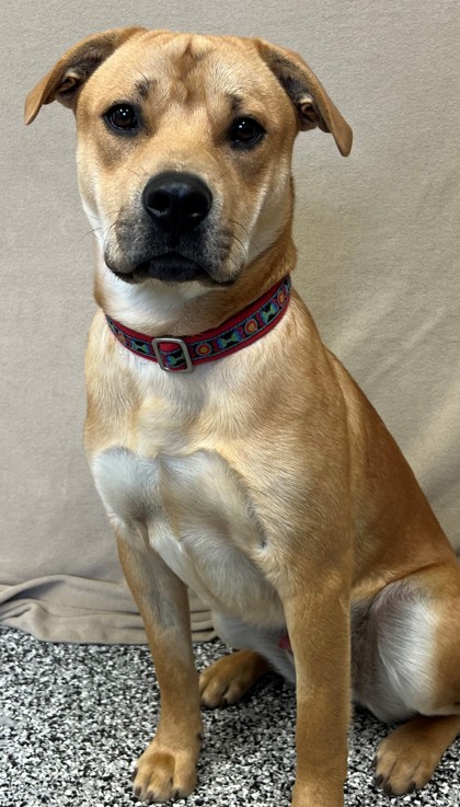 Available Dogs – Crossroads Animal Shelter Available Dogs – Crossroads Animal Shelter