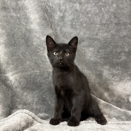 Mylo