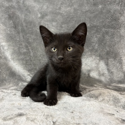 Merlin