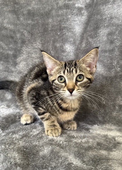 Meowster