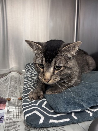 Waverly Stray 10/20/26