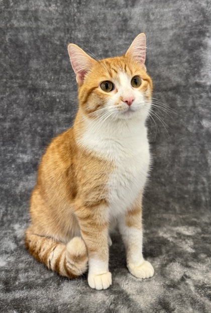 Simon