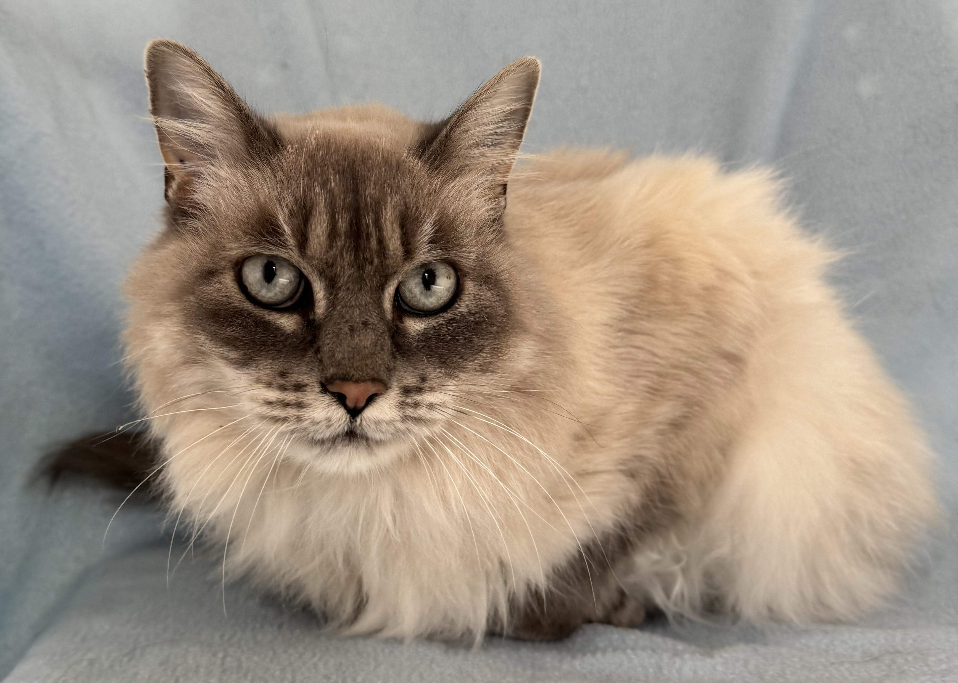 Sheba