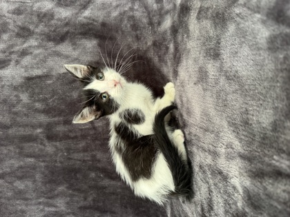 Bosco