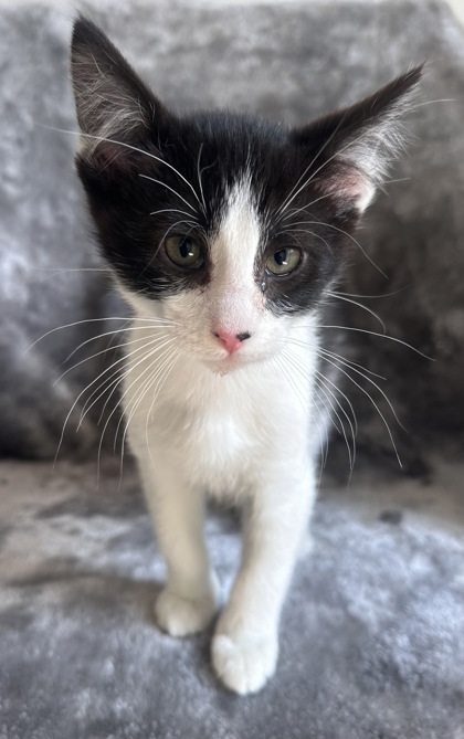 Simba