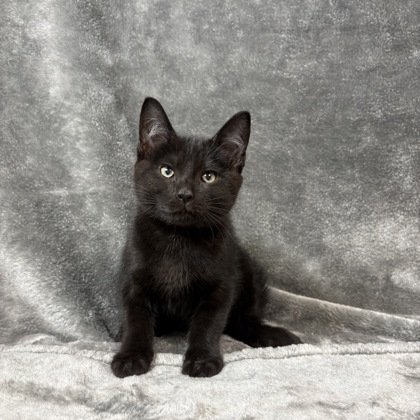 Martin, a Domestic Shorthair Mix