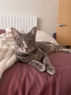 Purrsaphone