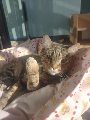 Nala