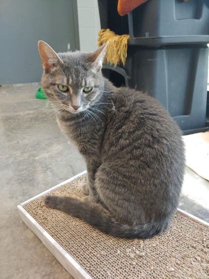 Bellatrix