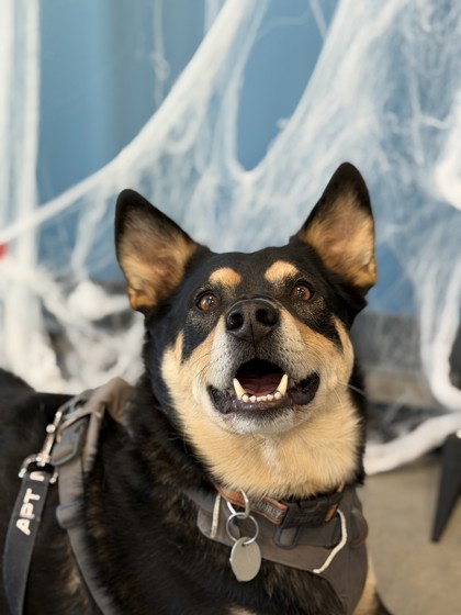 Buddy, a Mixed Breed