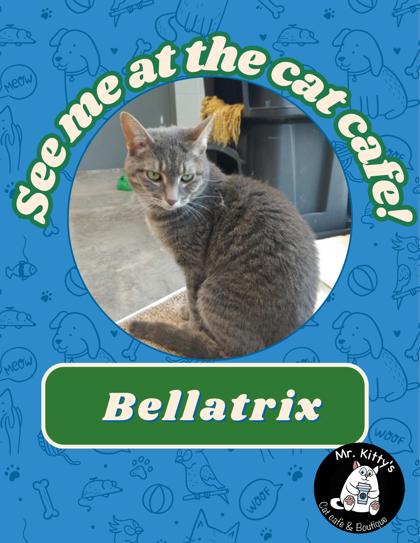 Bellatrix