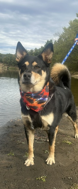 Buddy, a Mixed Breed