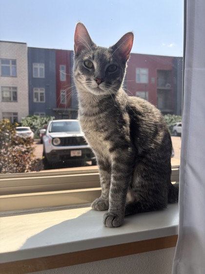 Purrsaphone